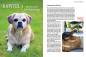 Preview: Hunde-Rentner